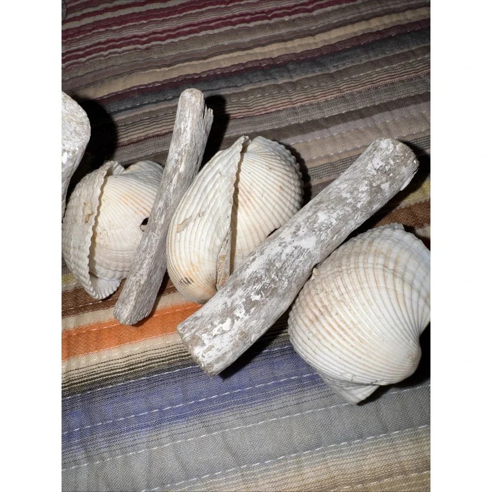 Vtg Painted Driftwood (Faux Maybe) Shell Garland Beachhouse Cottage Lake Bay